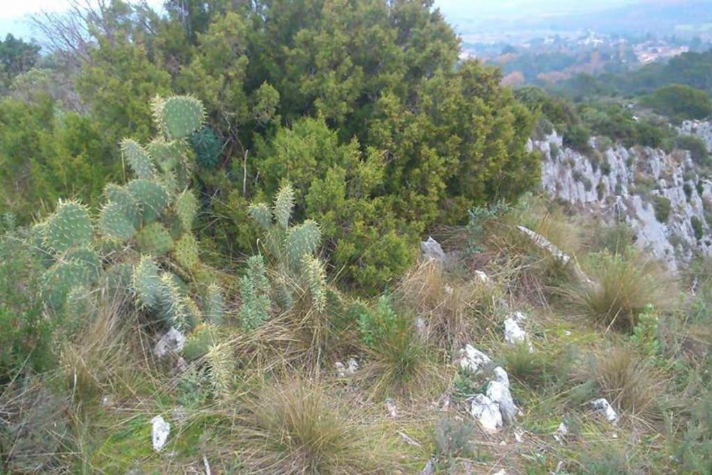 Proche D'Uzes La Terrasse Du Soleil Levant Collias Luaran gambar